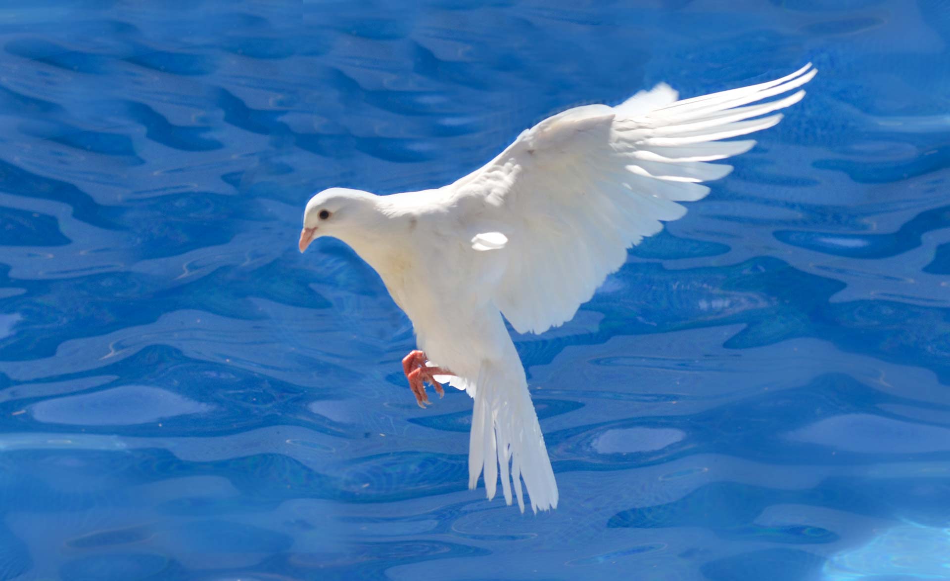 Μήνυμα του Μ.Δ. για την εορτή των Θεοφανείων